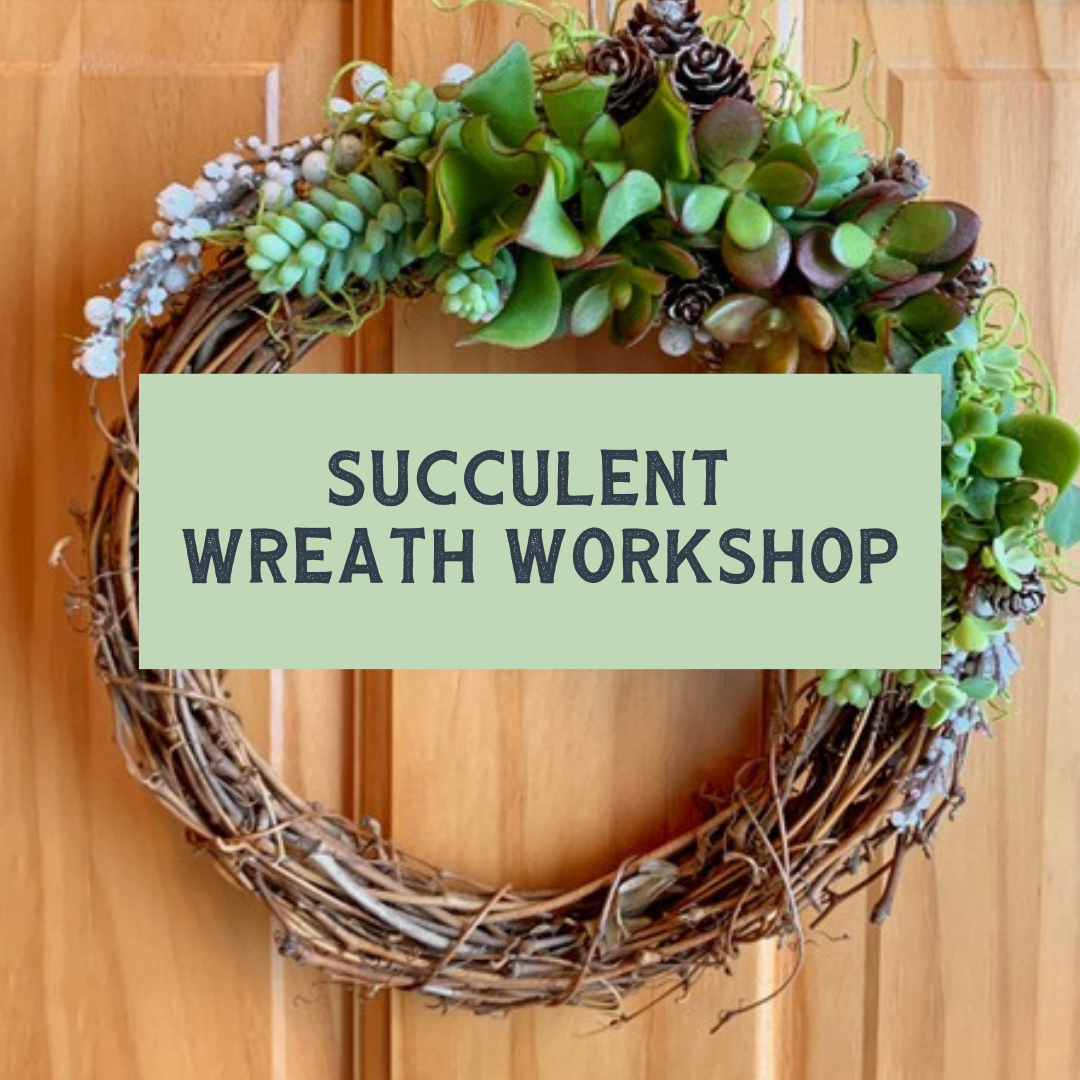 succulent wreath workshop 12/8/24 Succulent Wreath Workshop
