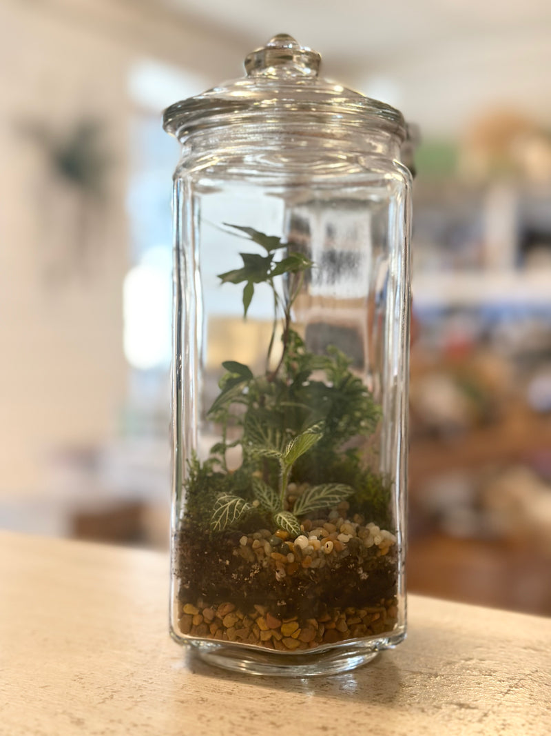 Terrarium 